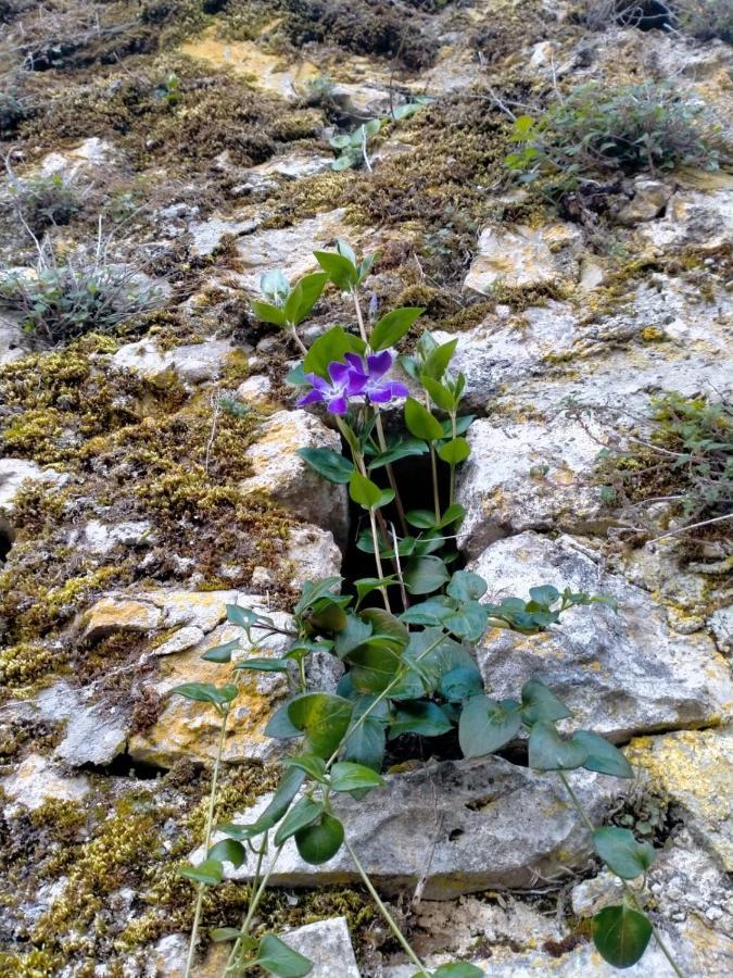 Casa In Splendida Riserva Naturale Pettorano sul Gizio Eksteriør bilde